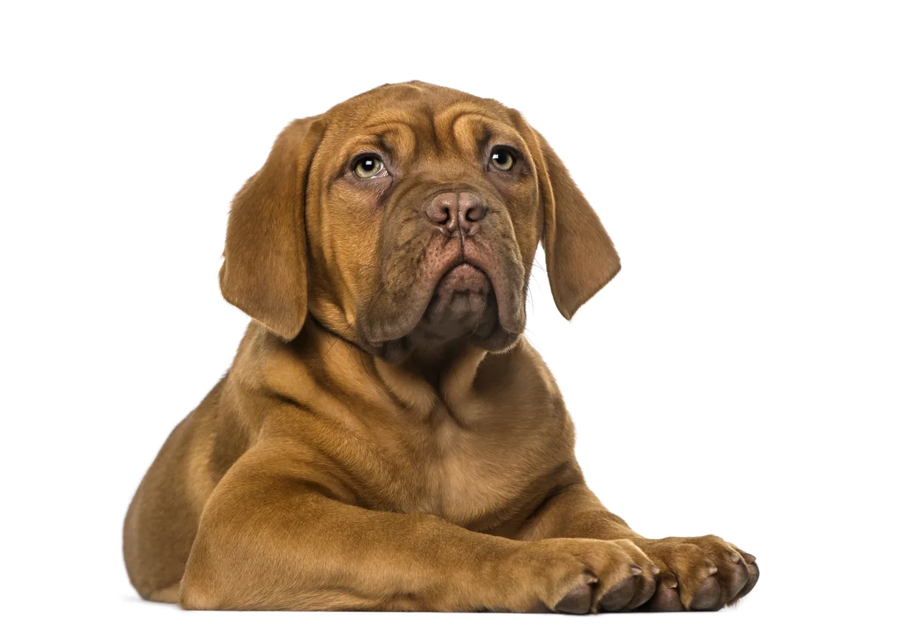 Un Dogue de Bordeaux au poil fauve est couché sur un fond clair