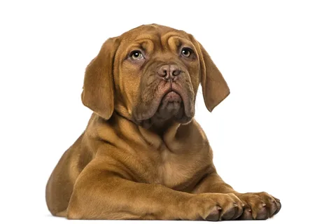 Dogue de Bordeaux