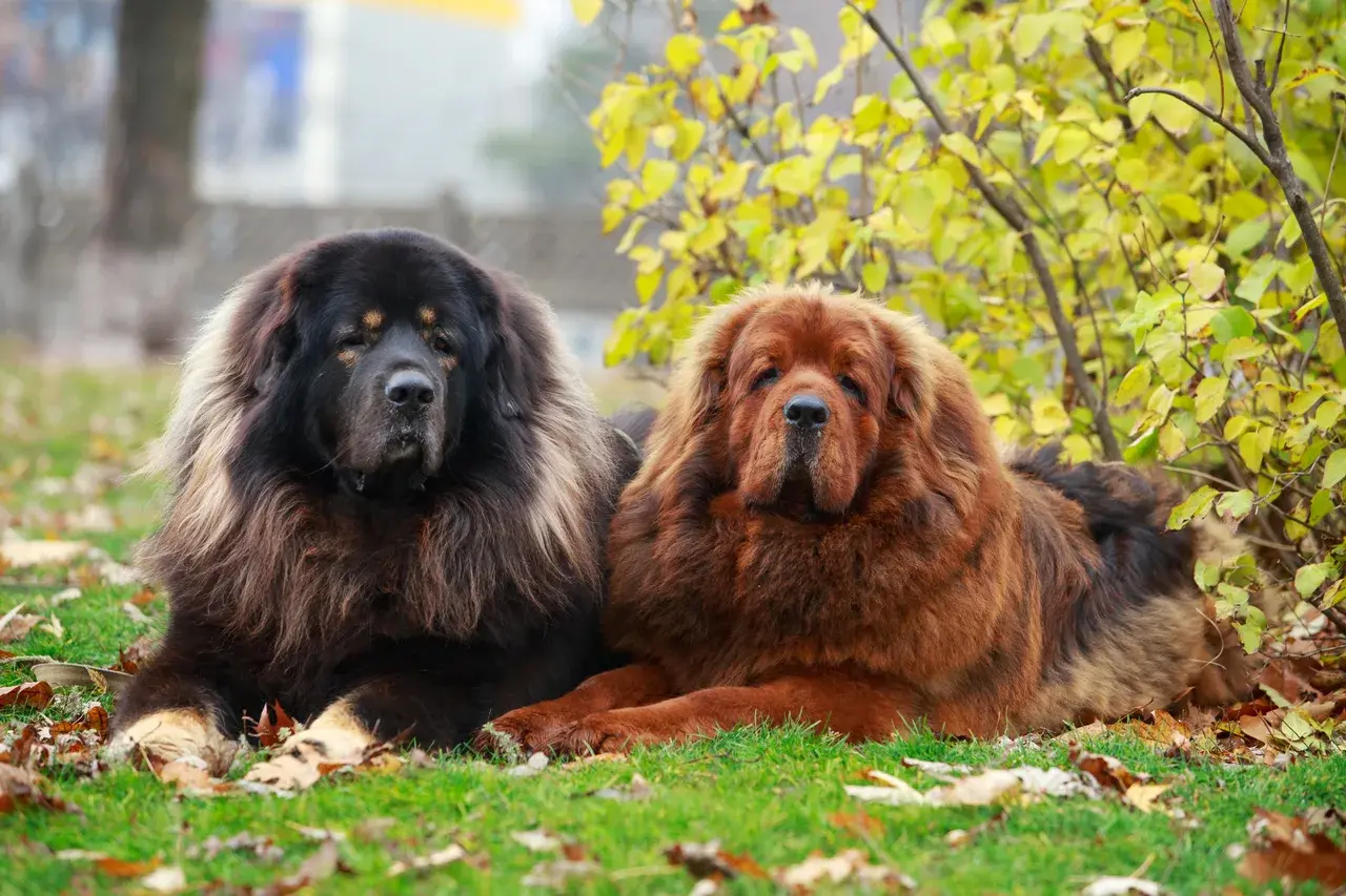 Un Dogue du Tibet à l'extérieur