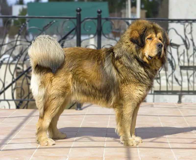 Dogue du Tibet