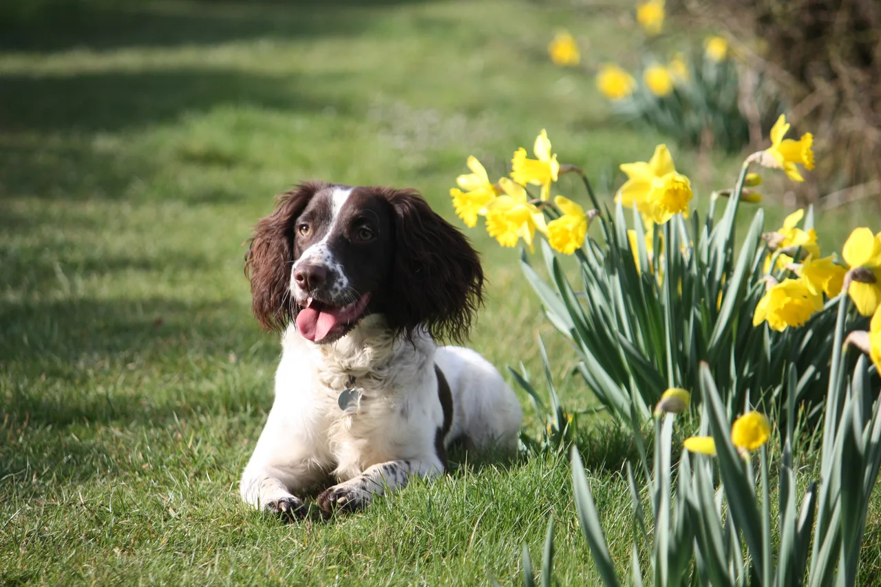 Un English Springer Spaniel brun et blanc debout dans l'herbe