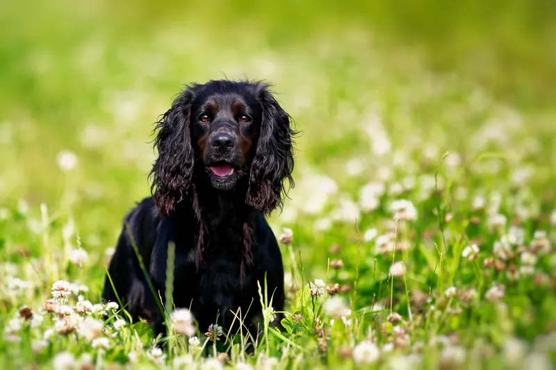 English Springer Spaniel