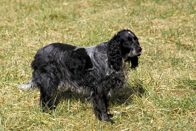 Épagneul bleu de Picardie