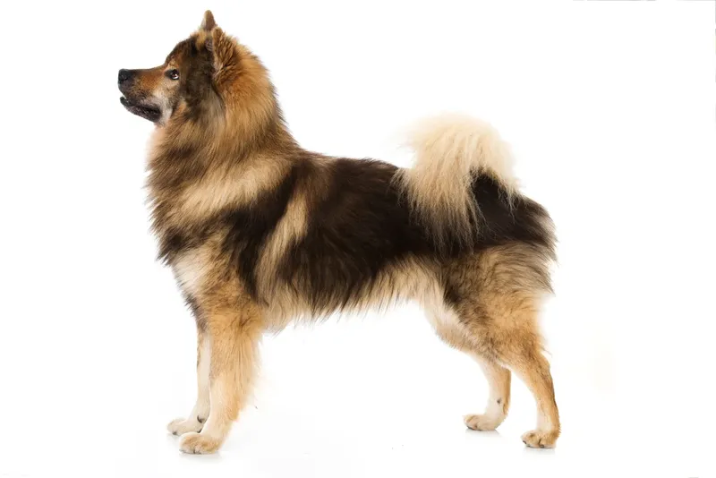 Eurasier