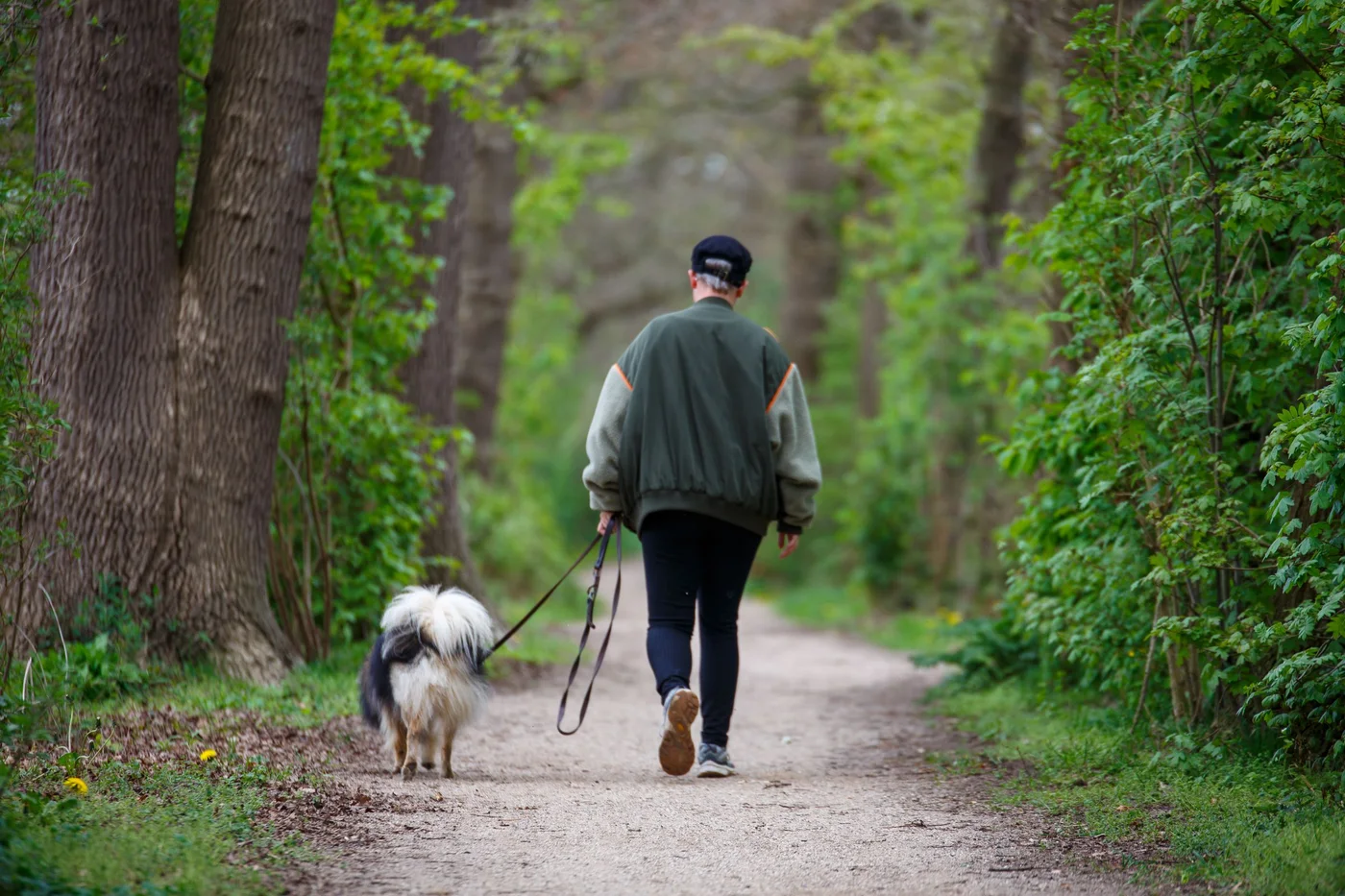 Une personne promène son chien sur un sentier boisé