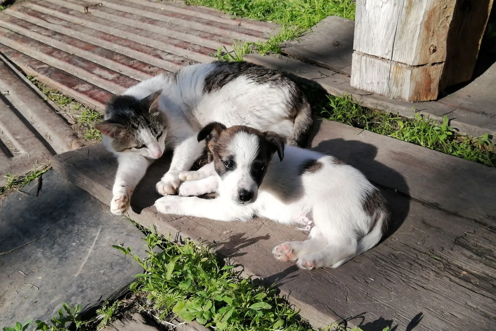 Un chiot et un chat se reposent ensemble à l’extérieur