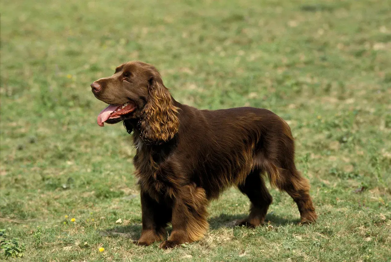 Un Field Spaniel à l'extérieur