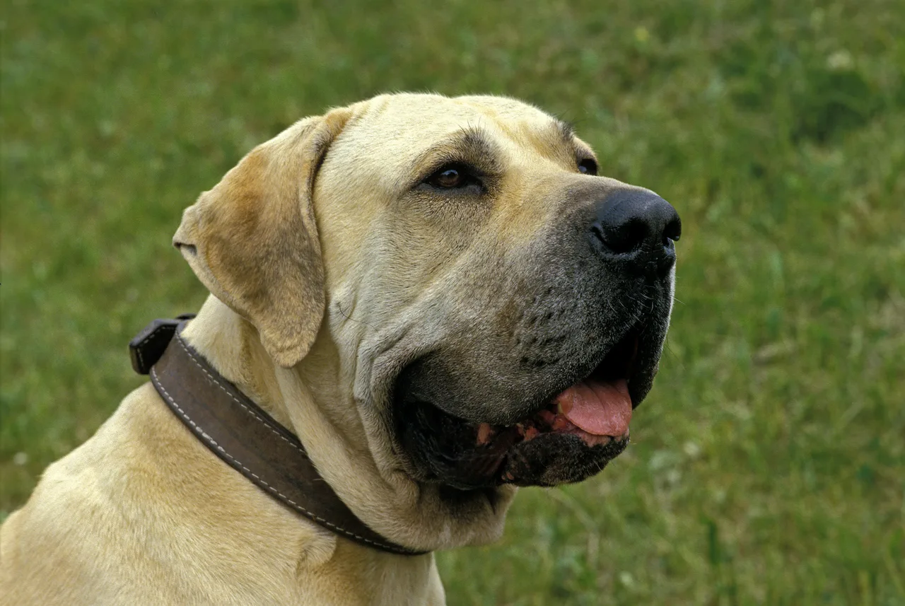 Un Fila Brasileiro à l'extérieur