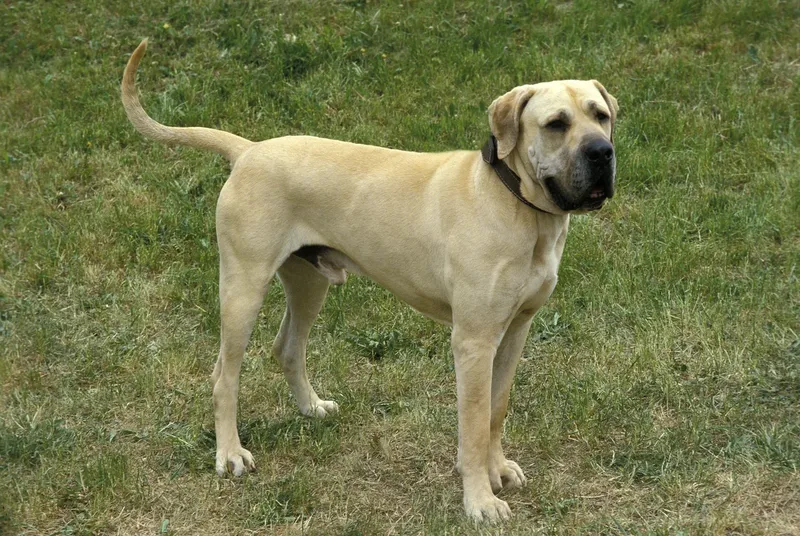 Fila Brasileiro