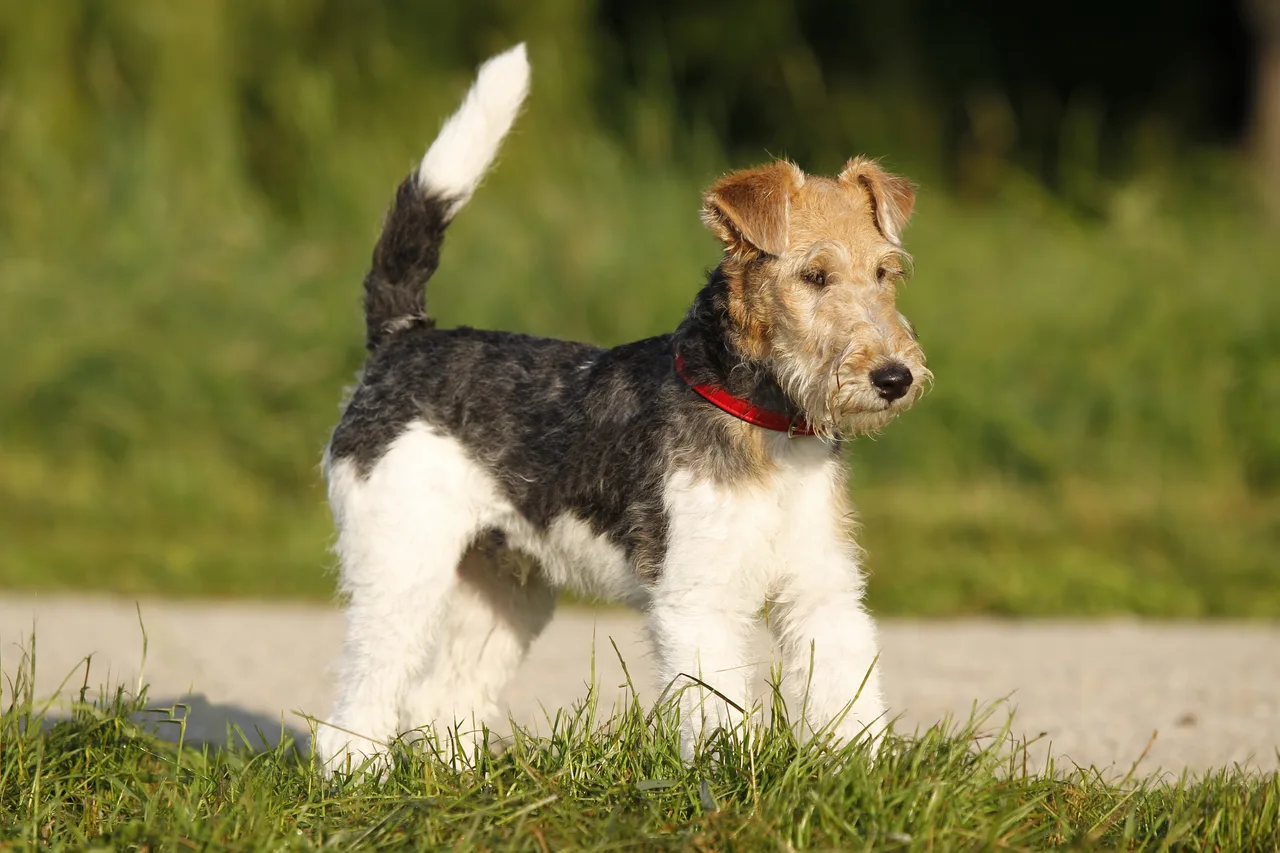 Un Fox-Terrier à poil dur à l'extérieur