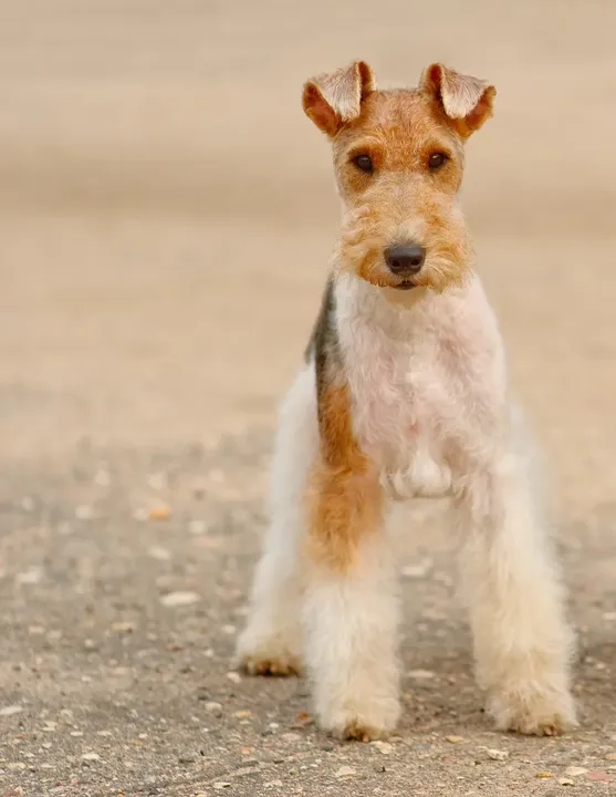 Fox-Terrier à poil dur
