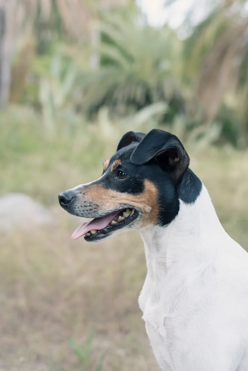 Un Fox Terrier à poil lisse à l'extérieur
