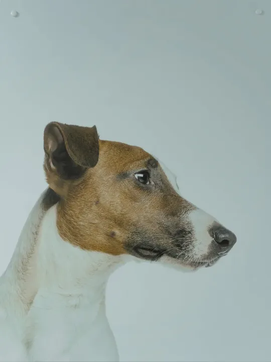 Fox Terrier à poil lisse
