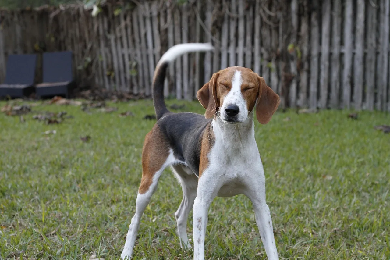 Un Foxhound américain tricolore debout dans un jardin