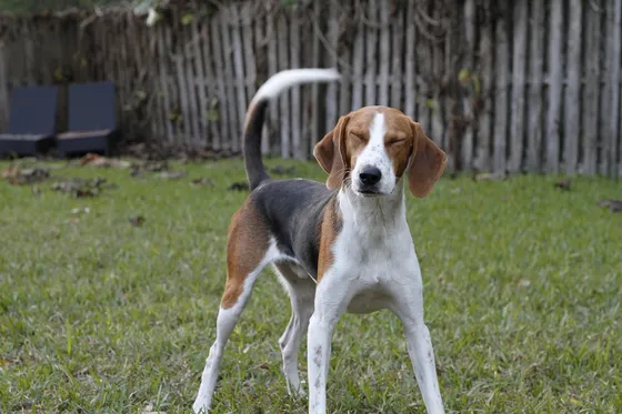Foxhound américain