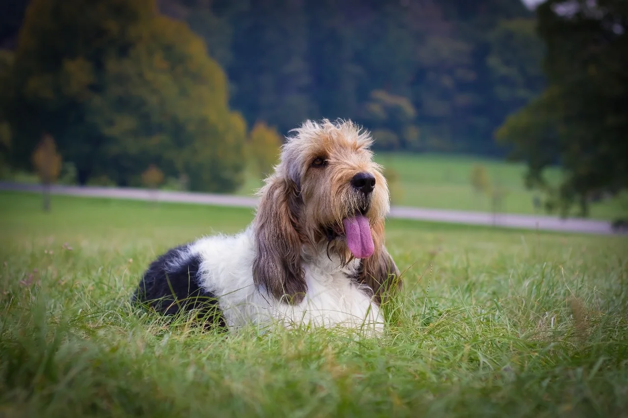 Un Grand Basset Griffon Vendéen à l'extérieur