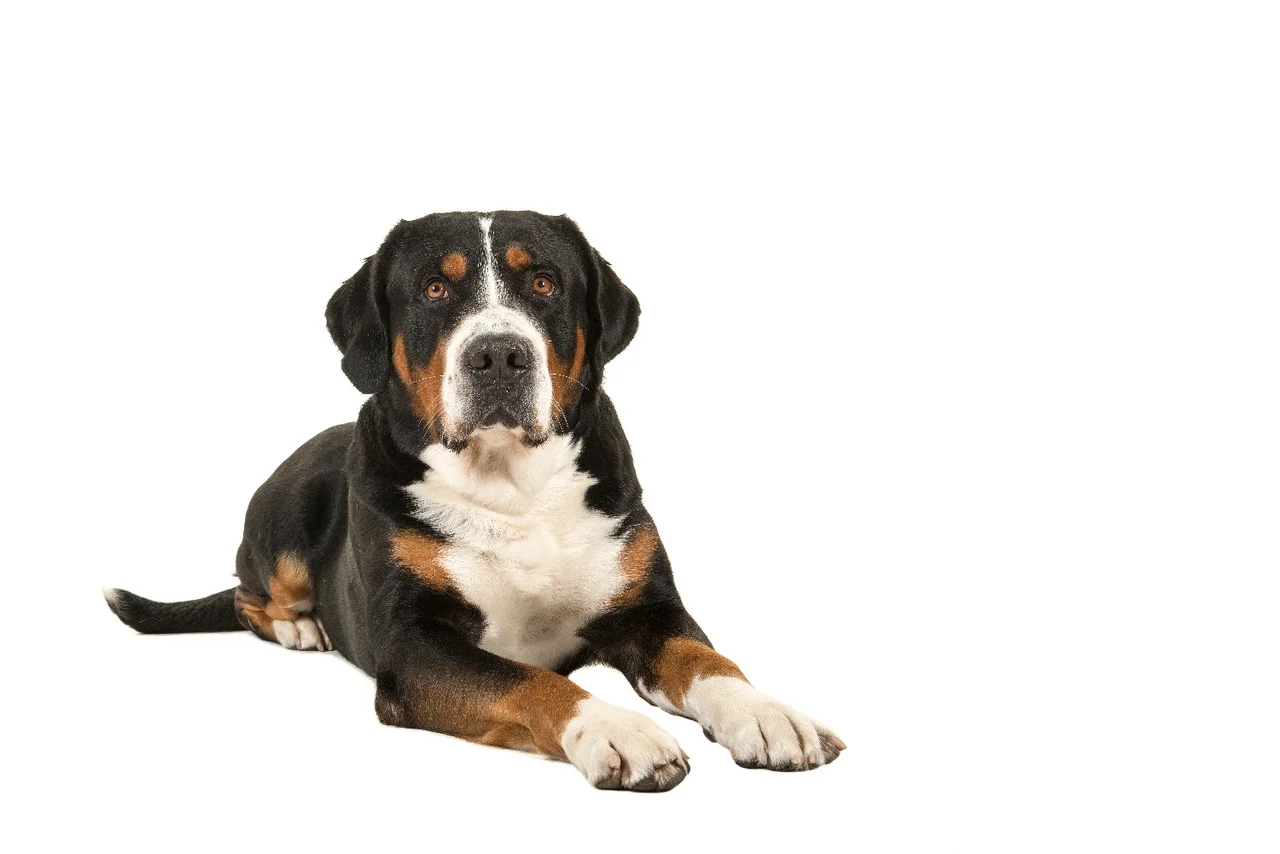 Un Grand Bouvier Suisse à l'extérieur