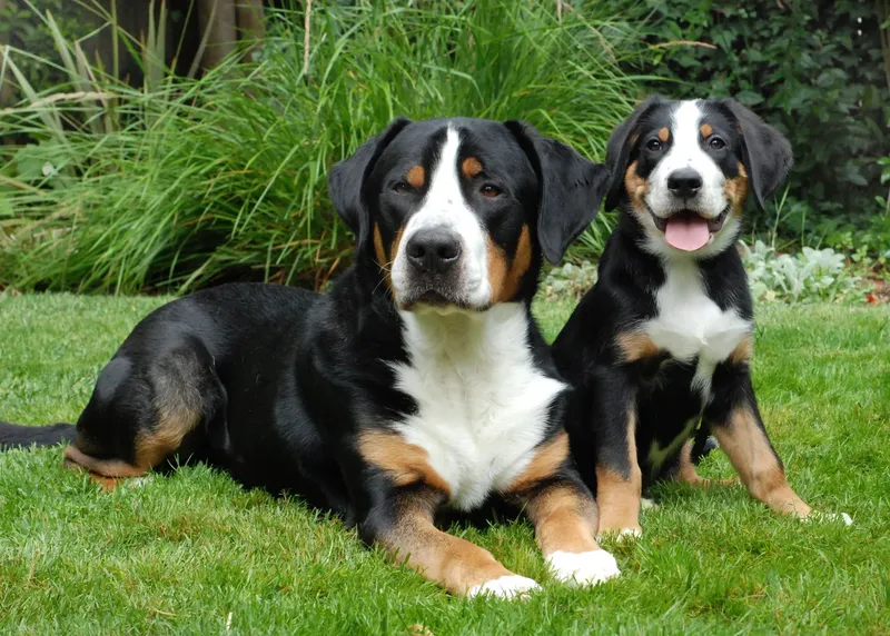 Grand Bouvier Suisse