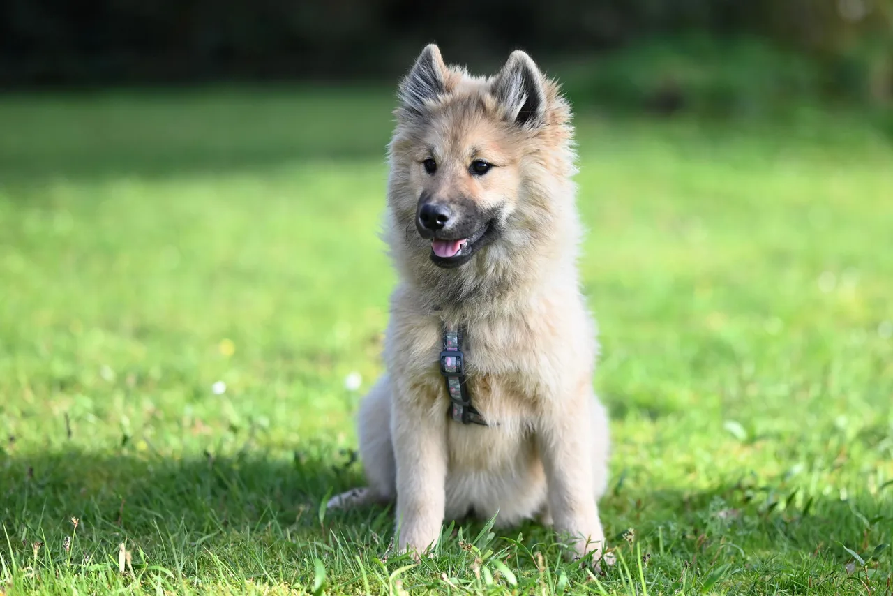 Un Grand Spitz allemand à l'extérieur