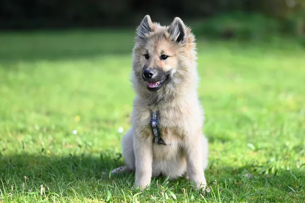 Grand Spitz allemand