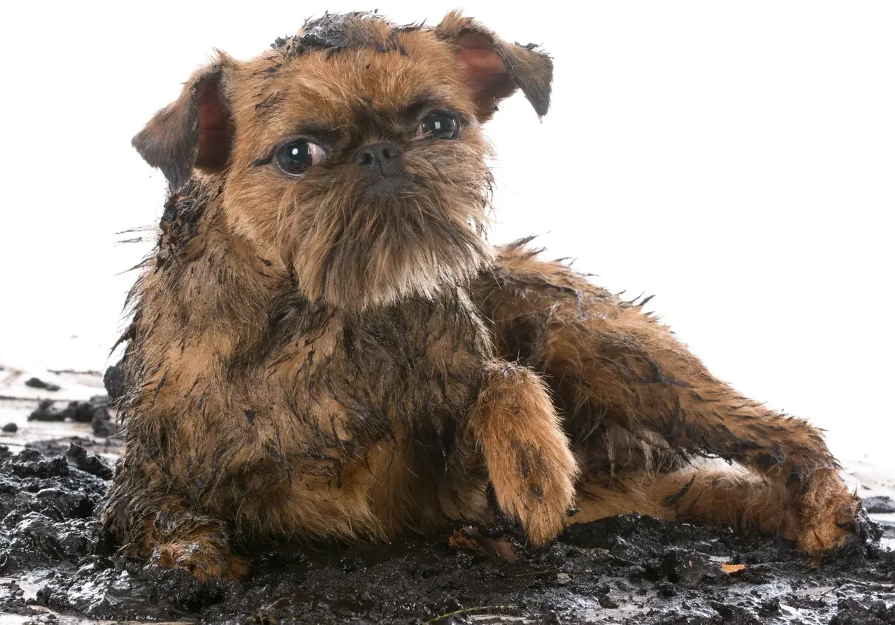 Un Griffon Bruxellois à l'extérieur