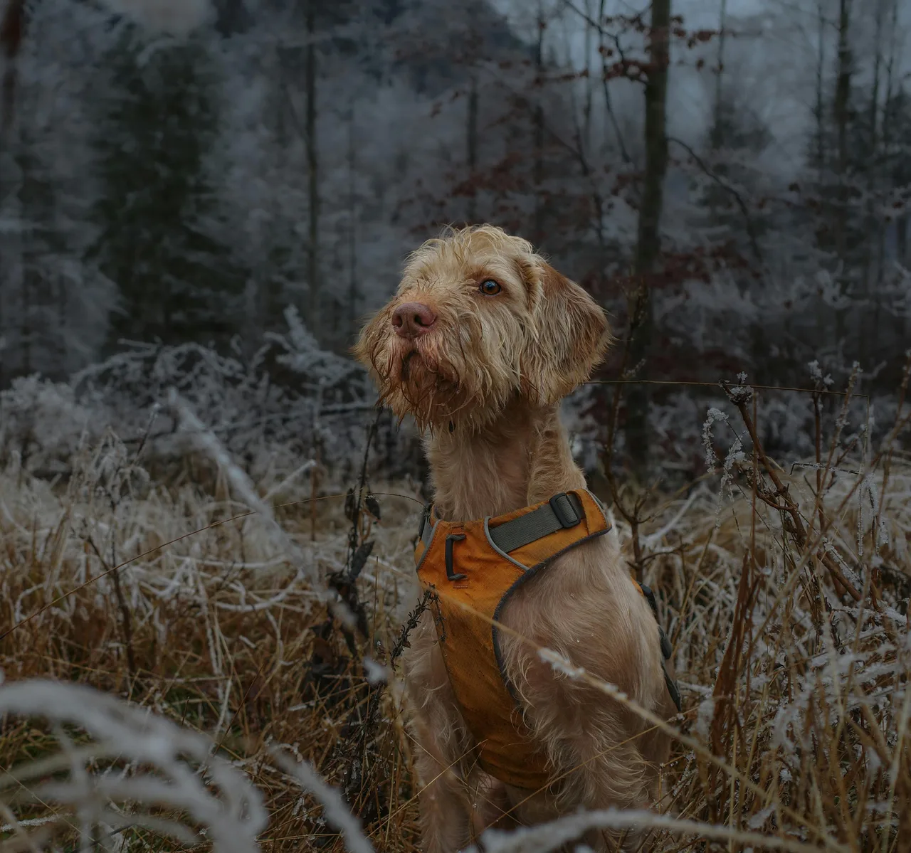 Un Griffon fauve de Bretagne à l'extérieur