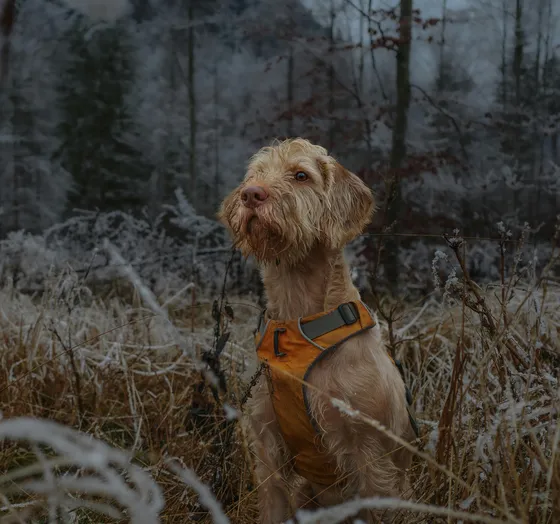 Griffon fauve de Bretagne