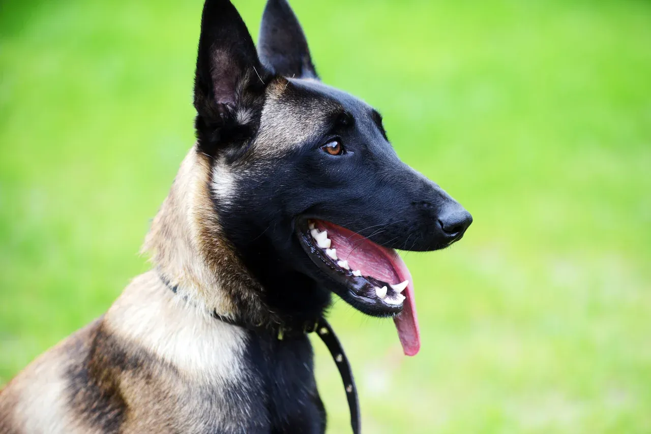 Un Berger belge Malinois sur un fond vert