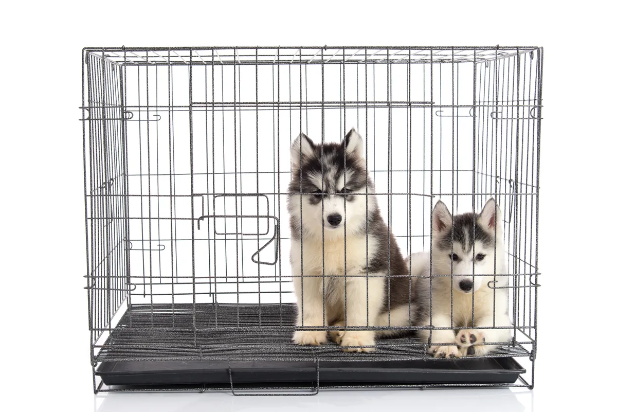 Un chiot dans son espace de repos