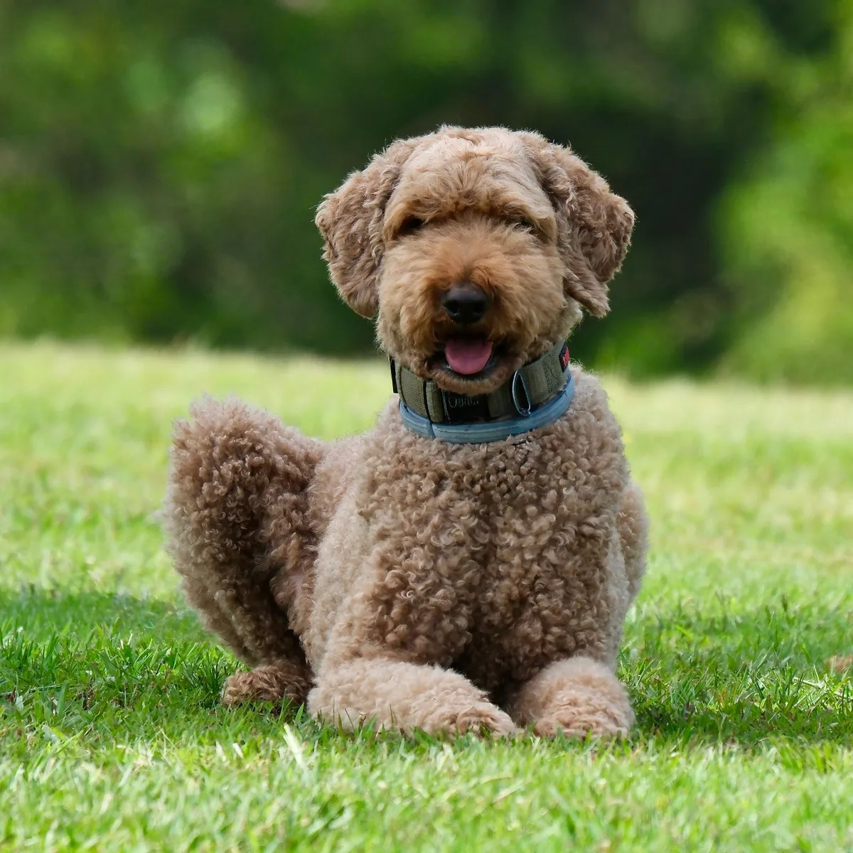 Un Labradoodle au poil bouclé se repose dans l’herbe