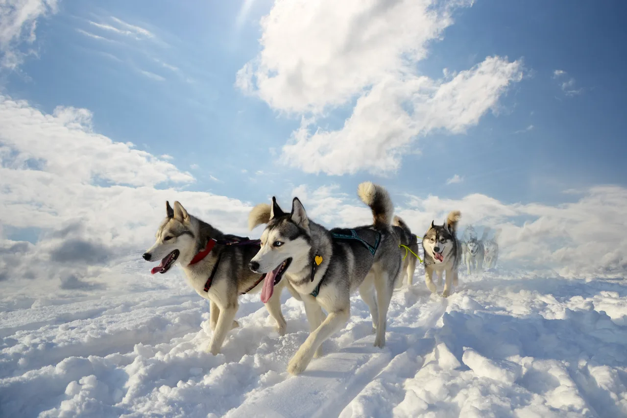 Un Husky de Sibérie