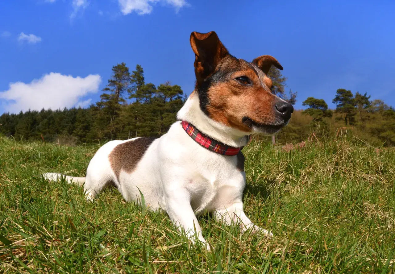 Un Jack Russell Terrier
