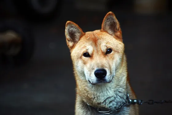 Jindo coréen