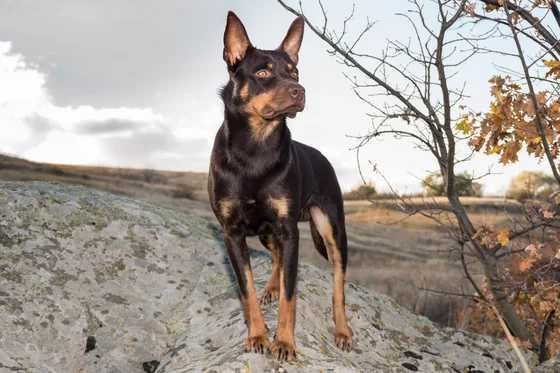 Kelpie australien