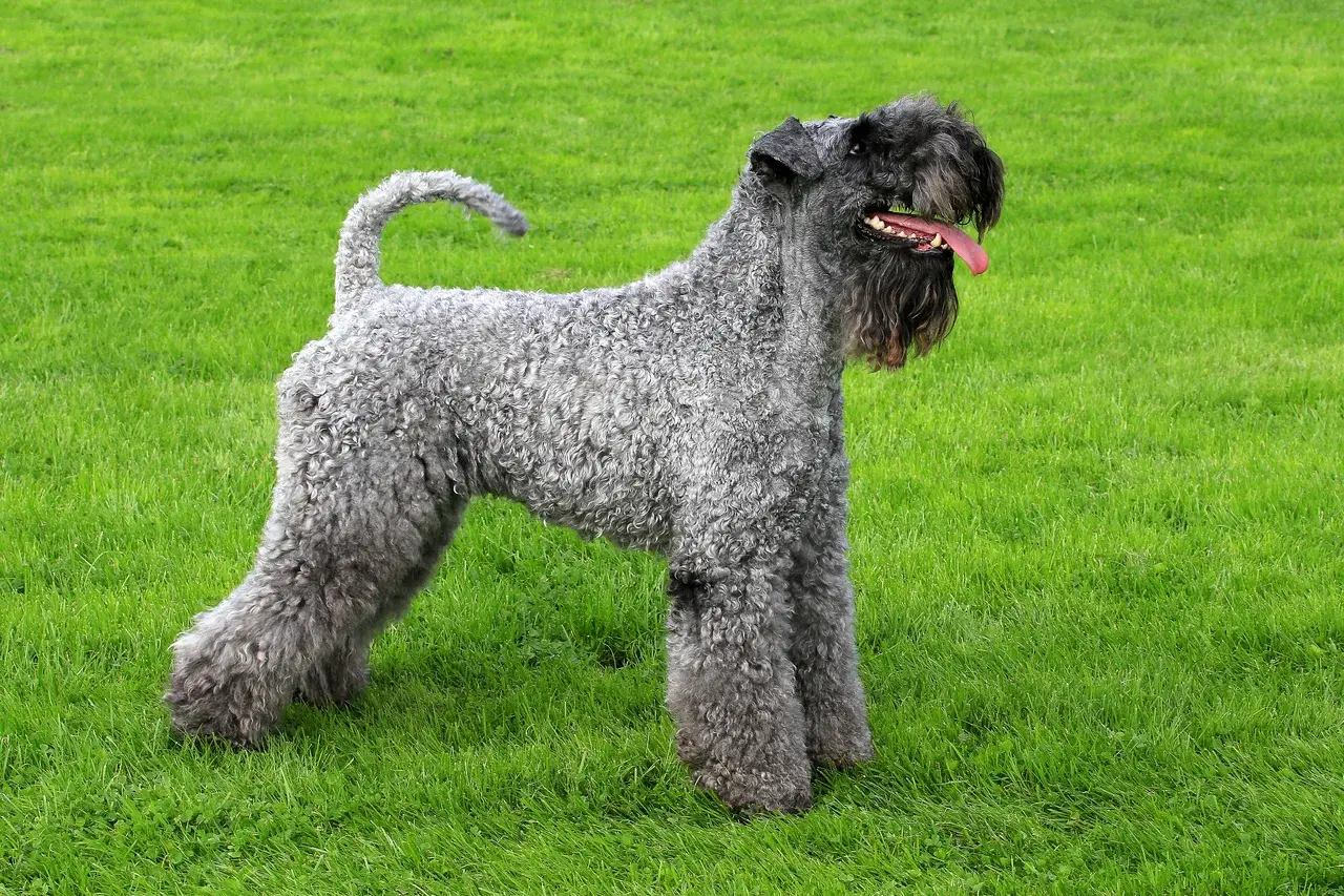 Un Kerry Blue Terrier à l'extérieur
