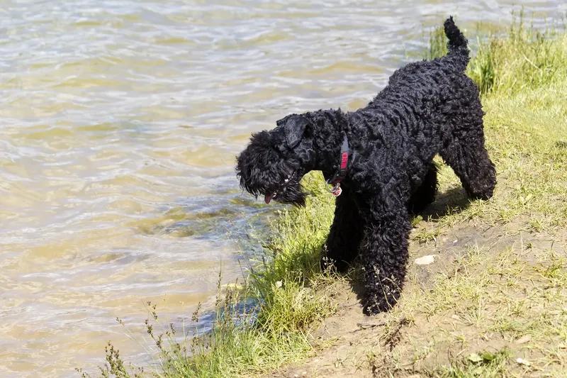 Kerry Blue Terrier