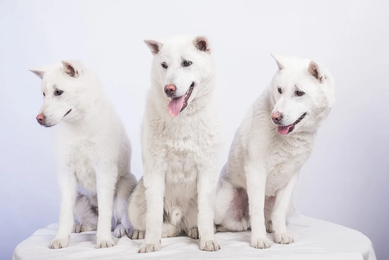 Un Kishu à l'extérieur