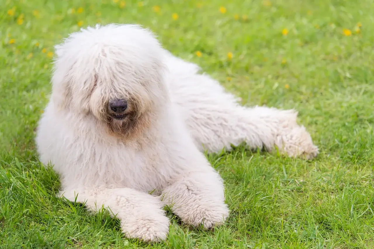 Un Komondor à l'extérieur