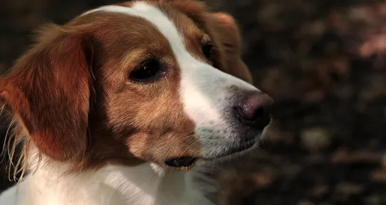 Kooikerhondje néerlandais