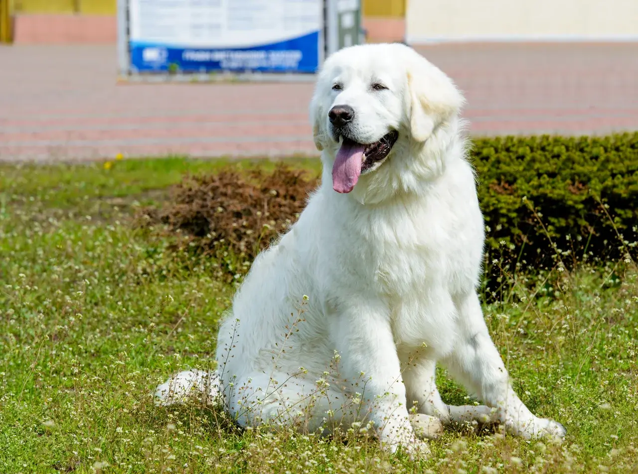 Un Kuvasz à l'extérieur