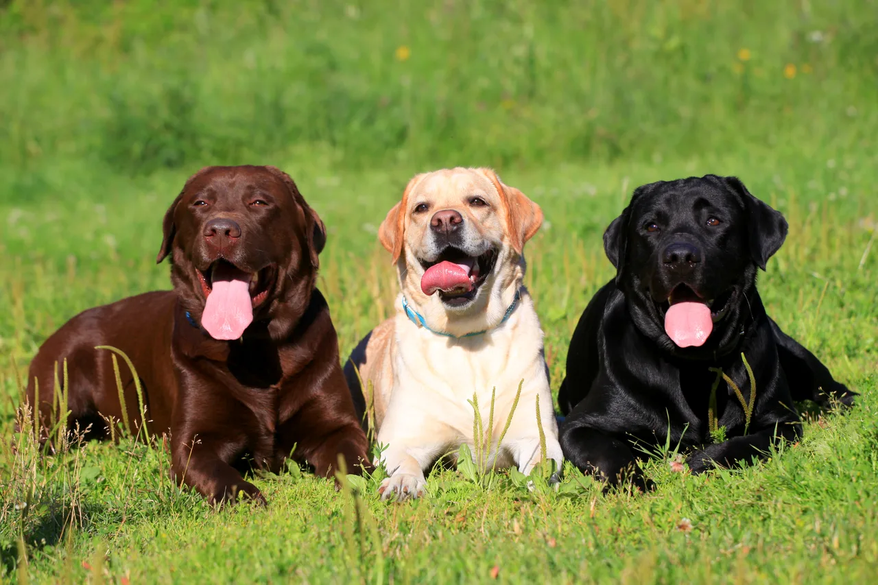 Un Labrador Retriever