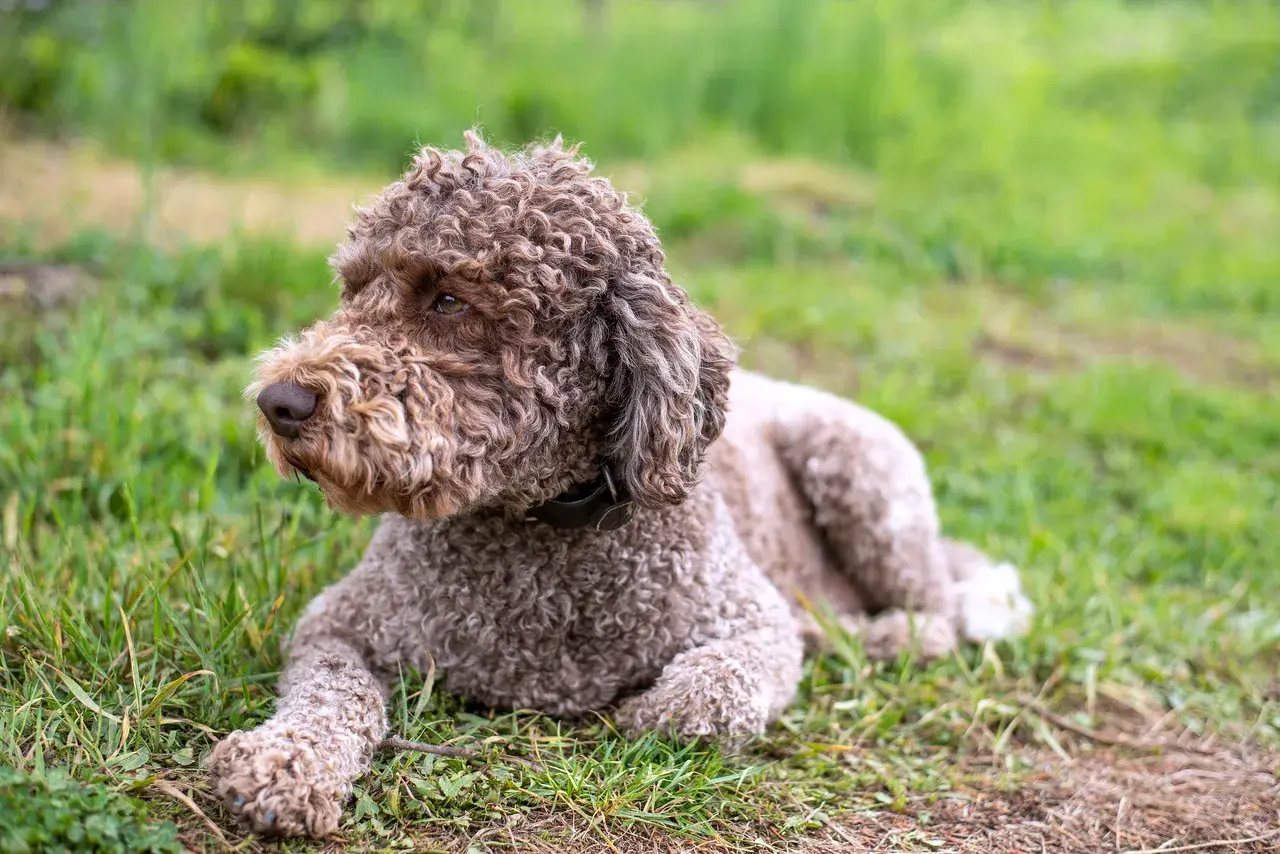 Un Lagotto Romagnolo brun et blanc debout à l'extérieur