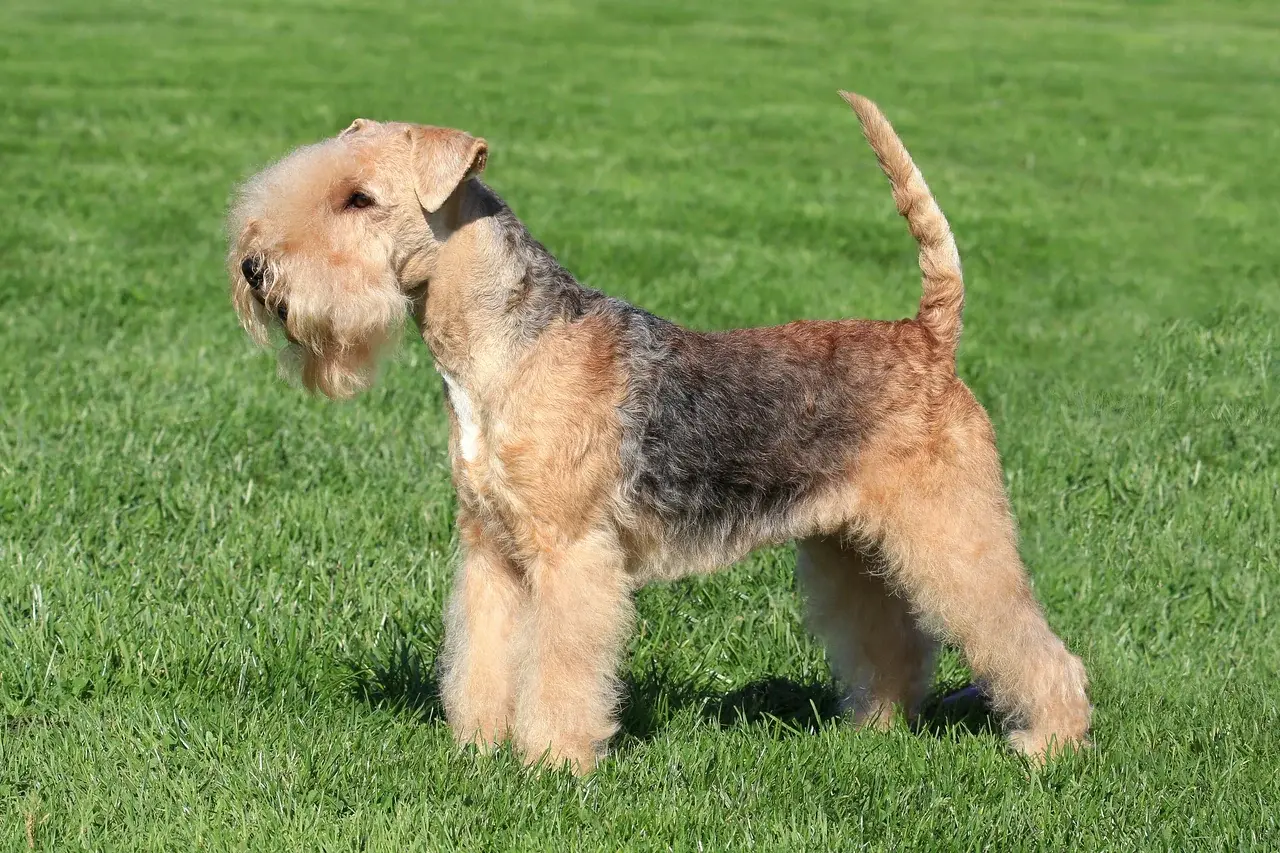 Un Lakeland Terrier à l'extérieur