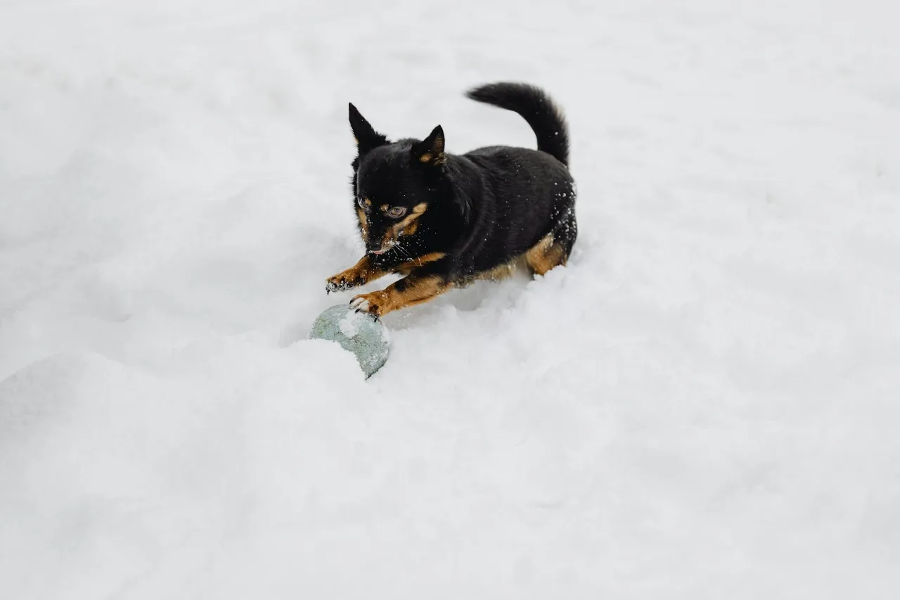 Un Lancashire Heeler à l'extérieur