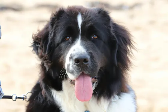 Landseer, type continental européen