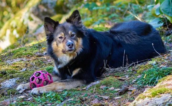 Lapphund suédois
