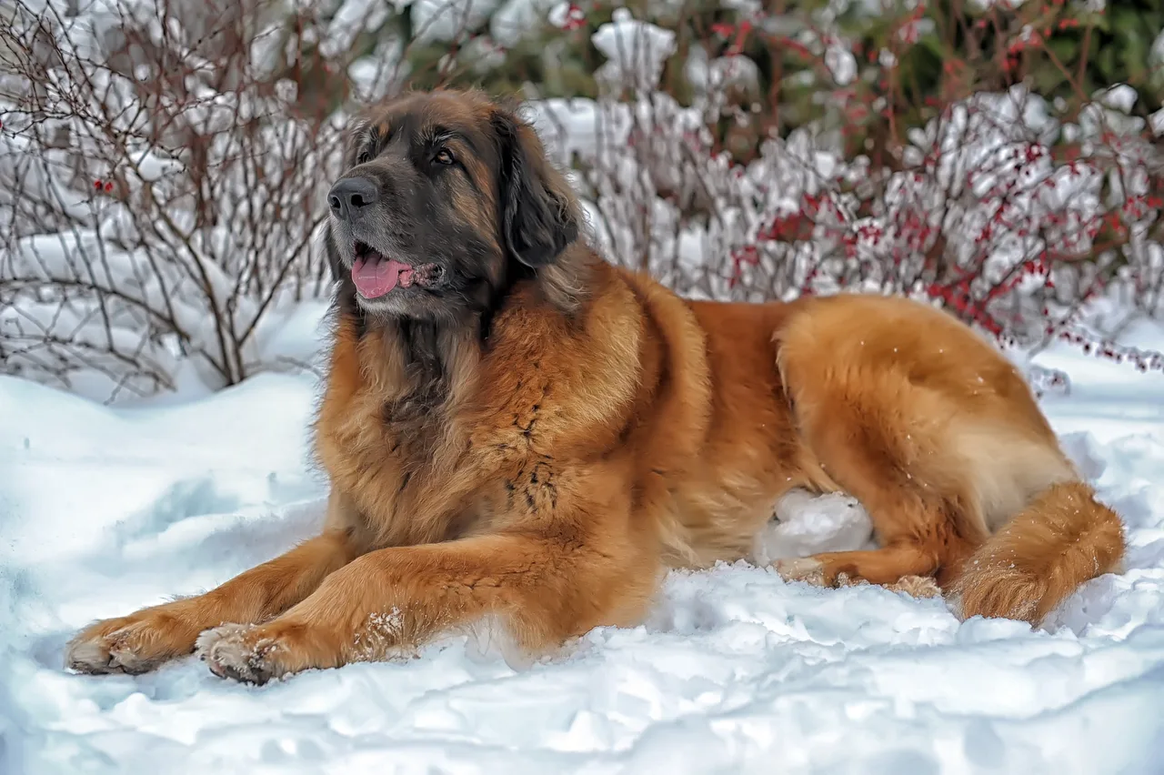 Un Leonberg fauve avec un masque noir debout à l'extérieur