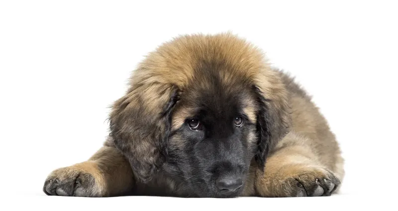 Leonberg