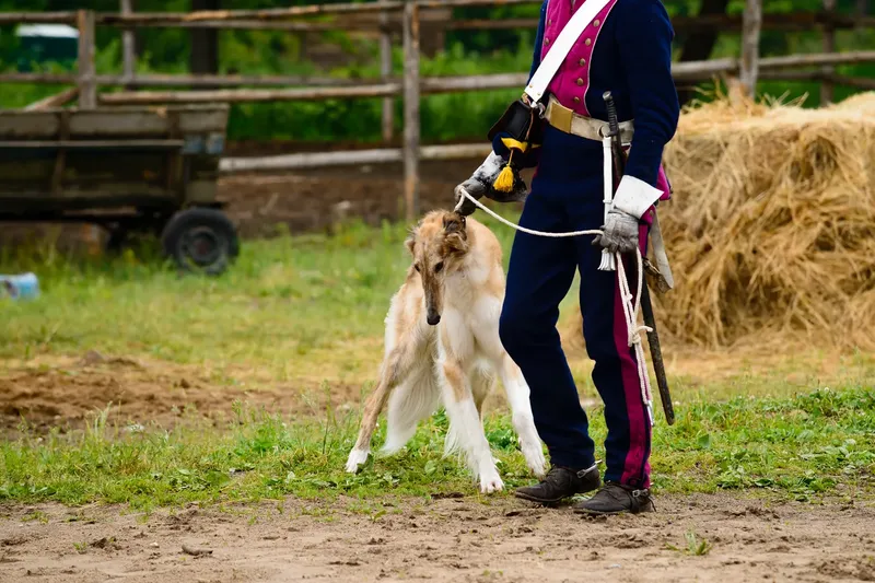 Lévrier polonais