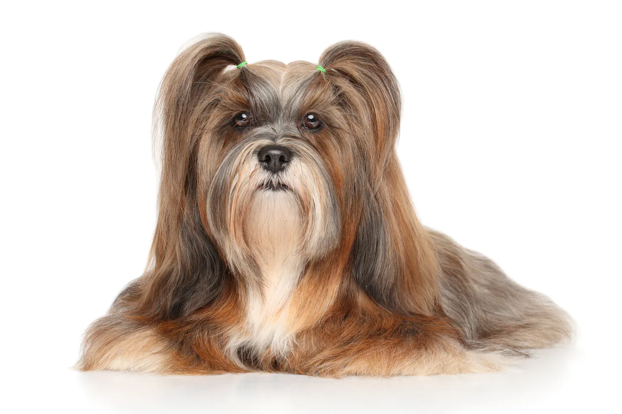 Un Lhasa Apso à la longue robe dorée debout à l'extérieur